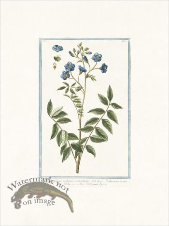 Bonelli 152 Jacob's ladder